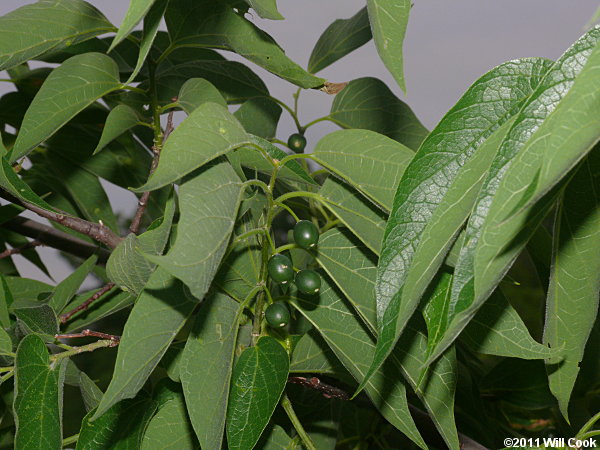 Texas Sugarberry (Celtis laevigata var. texana)