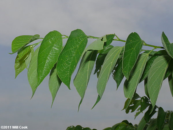 Texas Sugarberry (Celtis laevigata var. texana)