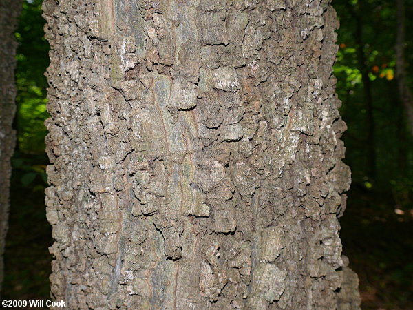 Common Hackberry (Celtis occidentalis)