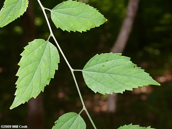 Common Hackberry (Celtis occidentalis)