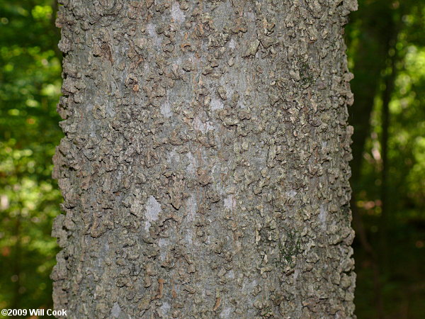 Common Hackberry (Celtis occidentalis)