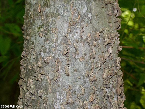 Common Hackberry (Celtis occidentalis)