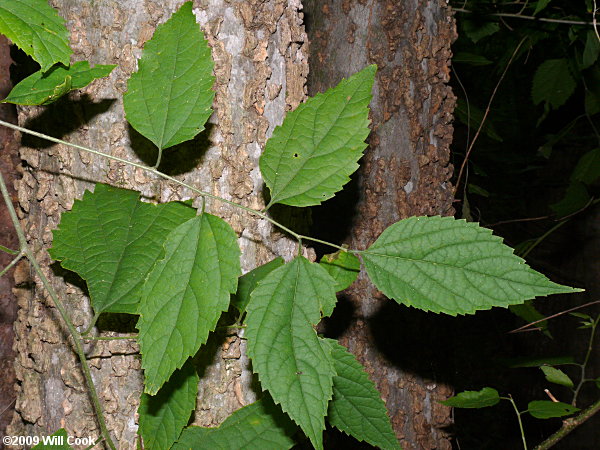 Common Hackberry (Celtis occidentalis)