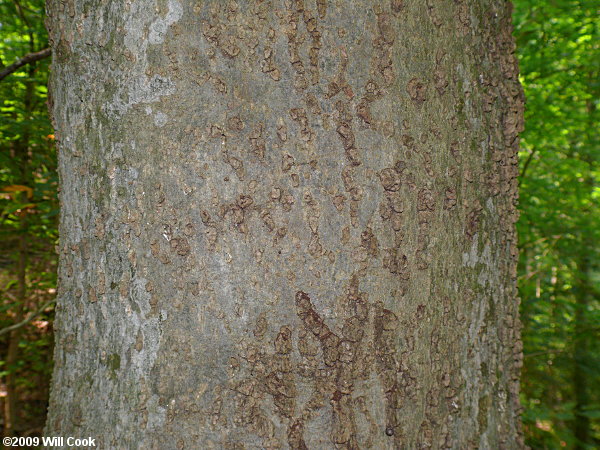 Common Hackberry (Celtis occidentalis)