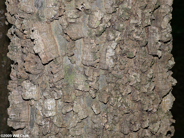 Common Hackberry (Celtis occidentalis)