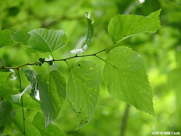 Common Hackberry (Celtis occidentalis)