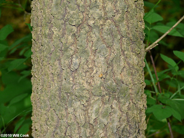 Common Hackberry (Celtis occidentalis)