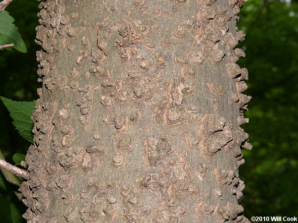 Common Hackberry (Celtis occidentalis)