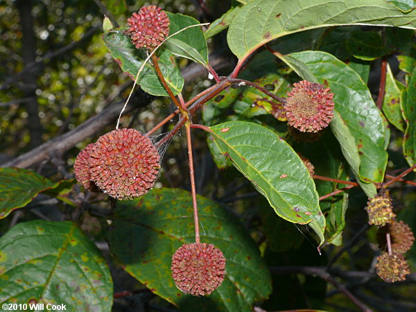 Common Buttonbush (Cephalanthus occidentalis) fruit