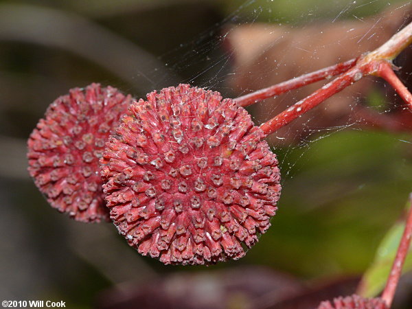 Common Buttonbush (Cephalanthus occidentalis) fruit