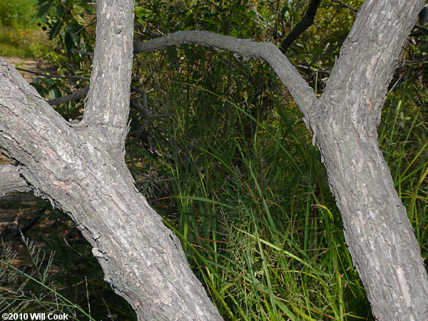 Common Buttonbush (Cephalanthus occidentalis) bark