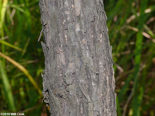 Common Buttonbush (Cephalanthus occidentalis) bark