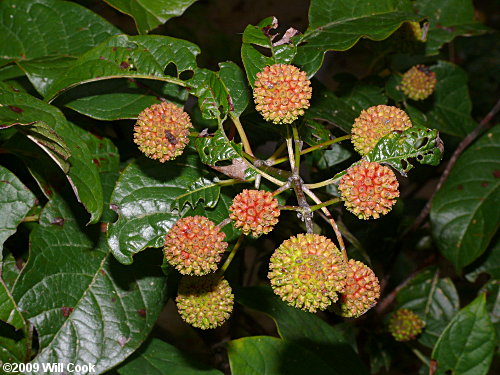 Common Buttonbush (Cephalanthus occidentalis) fruit