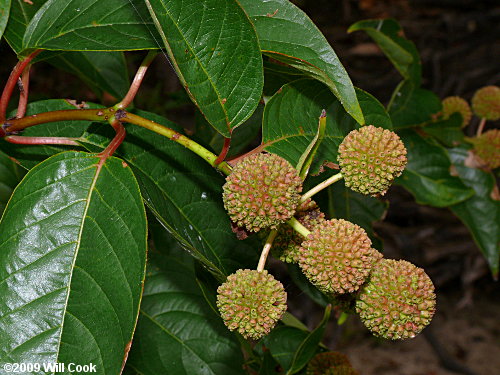 Common Buttonbush (Cephalanthus occidentalis) fruit