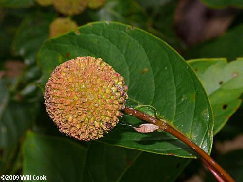 Common Buttonbush (Cephalanthus occidentalis) fruit