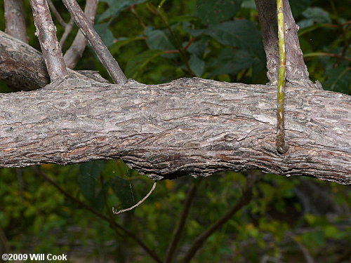 Common Buttonbush (Cephalanthus occidentalis) bark