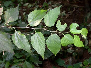 Common Hackberry (Celtis occidentalis)