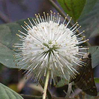 Common Buttonbush (Cephalanthus occidentalis)