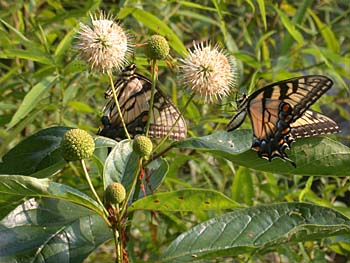 Common Buttonbush (Cephalanthus occidentalis)