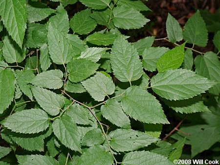 Common Hackberry (Celtis occidentalis)