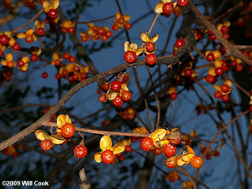 Oriental Bittersweet (Celastrus orbiculatus) fruit