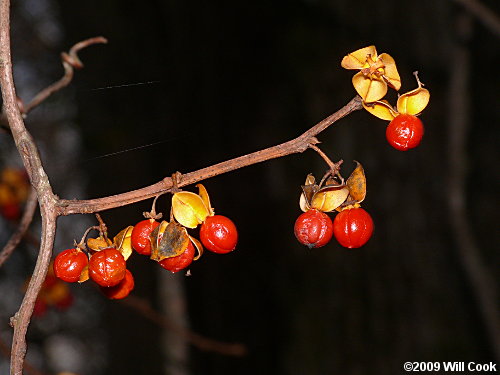 Oriental Bittersweet (Celastrus orbiculatus) fruit