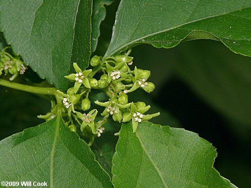 Oriental Bittersweet (Celastrus orbiculatus) flowers
