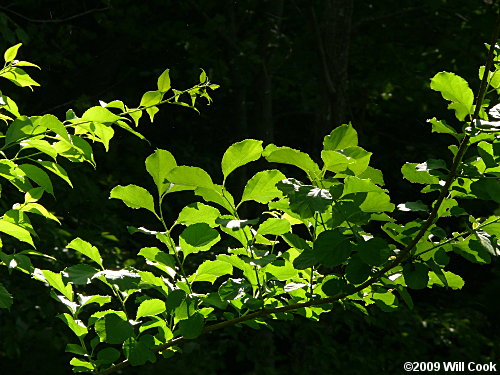 Oriental Bittersweet (Celastrus orbiculatus) leaves