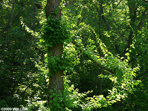 Oriental Bittersweet (Celastrus orbiculatus) leaves