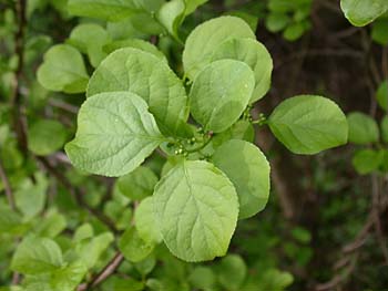 Oriental Bittersweet (Celastrus orbiculatus)