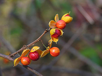 Oriental Bittersweet (Celastrus orbiculatus) fruit