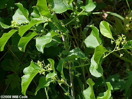 Oriental Bittersweet (Celastrus orbiculatus) flowers