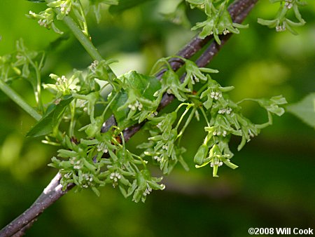 Oriental Bittersweet (Celastrus orbiculatus) flowers