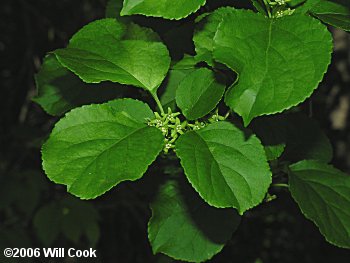 Oriental Bittersweet (Celastrus orbiculatus) flowers