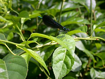 American Bittersweet (Celastrus scandens)