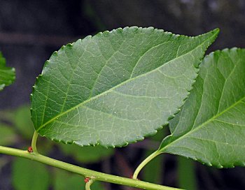 American Bittersweet (Celastrus scandens)