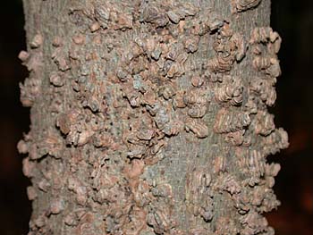 Dwarf Hackberry (Celtis tenuifolia)