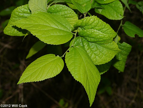 Dwarf Hackberry (Celtis tenuifolia)