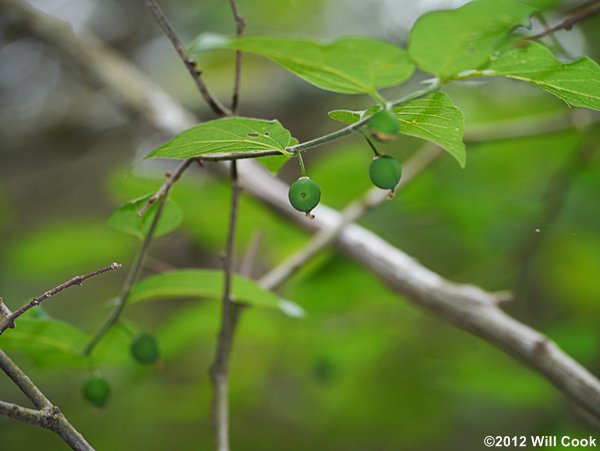 Dwarf Hackberry (Celtis tenuifolia) drupes