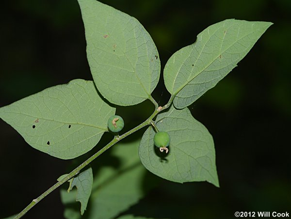 Dwarf Hackberry (Celtis tenuifolia) drupes