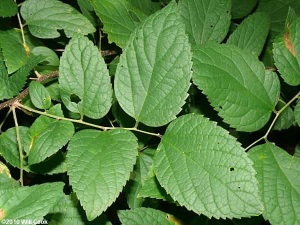 Dwarf Hackberry (Celtis tenuifolia)