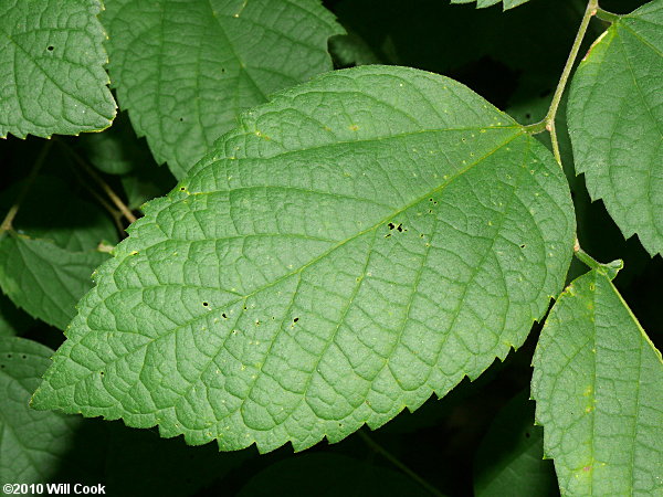 Dwarf Hackberry (Celtis tenuifolia)