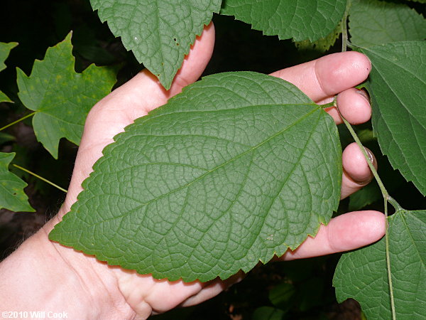 Dwarf Hackberry (Celtis tenuifolia)