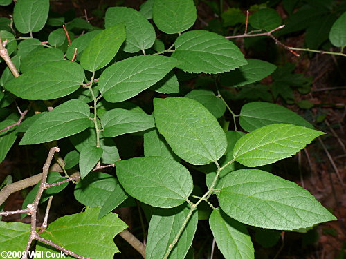 Dwarf Hackberry (Celtis tenuifolia)