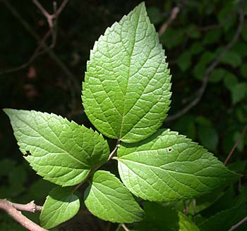 Dwarf Hackberry (Celtis tenuifolia)