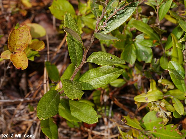 Leatherleaf (Chamaedaphne calyculata) leaf