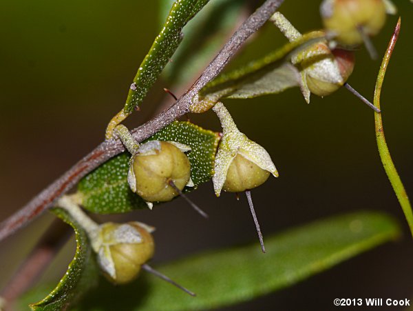 Leatherleaf (Chamaedaphne calyculata) fruit