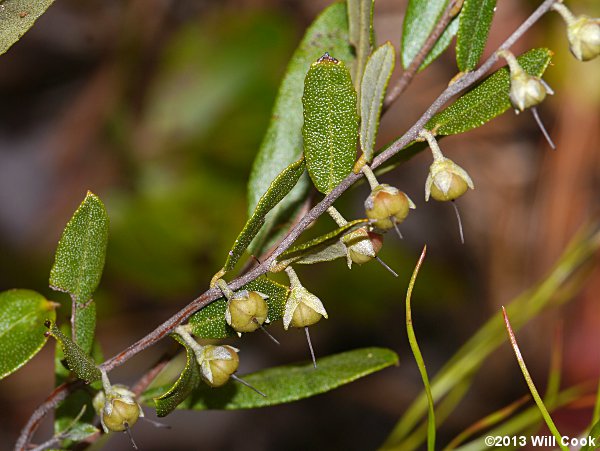 Leatherleaf (Chamaedaphne calyculata) fruit