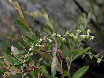 Leatherleaf (Chamaedaphne calyculata)