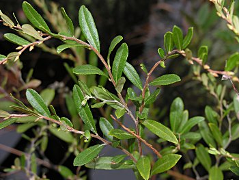 Leatherleaf (Chamaedaphne calyculata)